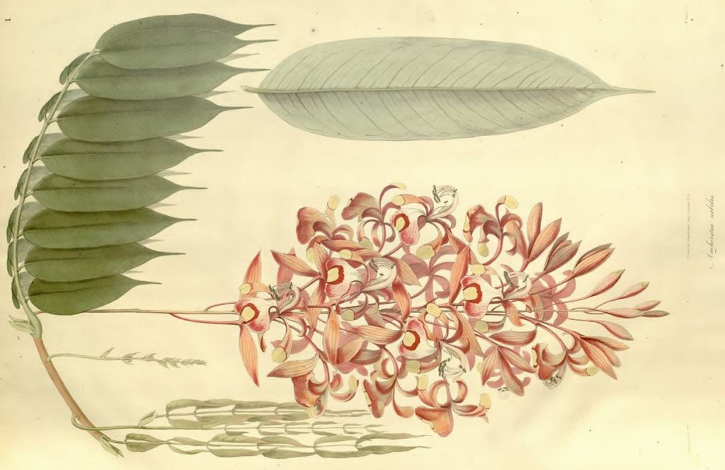 A botanical drawing of the species Plantae Asiaticae Rariores from Wallich's book Plantae Asiaticae Rariores (Volume 1, 1830)