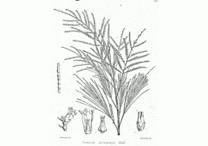 Eine Zeichnung von Tamarix Articulata