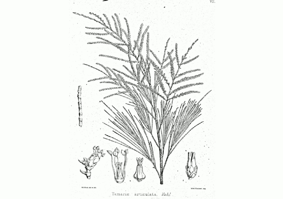 Eine Zeichnung von Tamarix Articulata aus "The forest flora of north-west and central India (1874)" von Dietrich Brandis