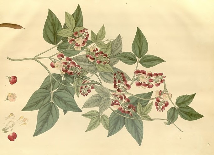 A botanical drawing of the species Phaseolus fuscus from Wallich's book Plantae Asiaticae Rariores